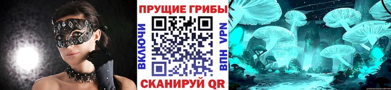 Купить  Лесной  Галлюциногенные грибы Psilocybine cubensis 